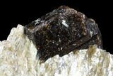 Brown Dravite Tourmaline Crystal Cluster in Mica - Australia #96311-2